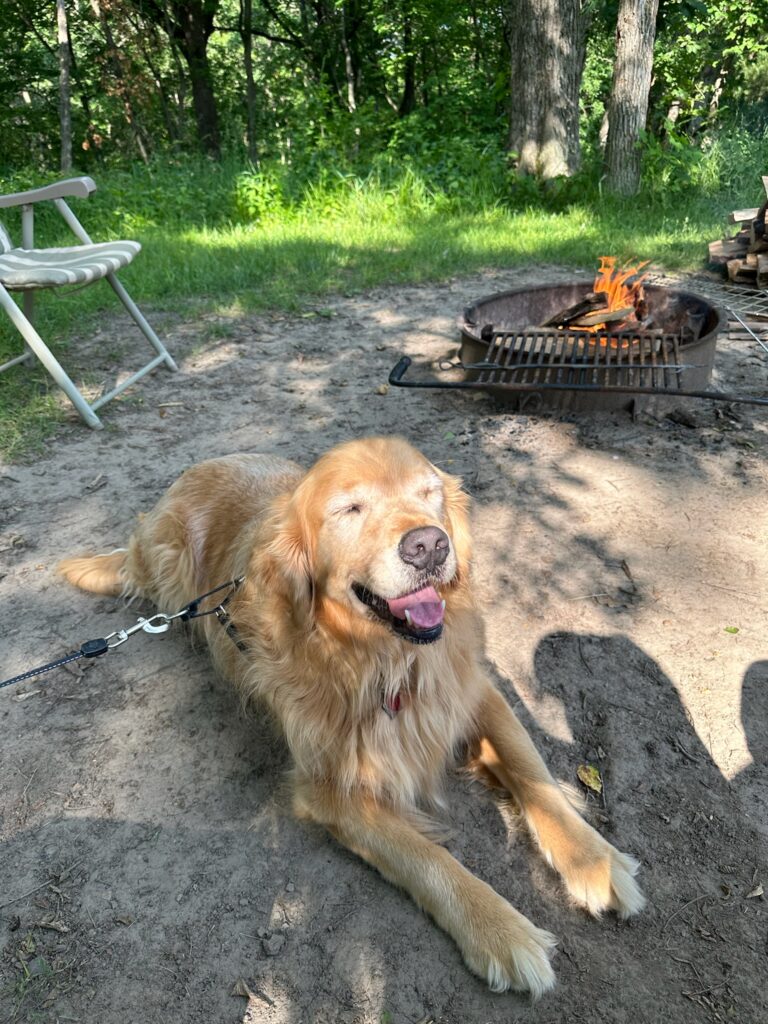 dog on leash smiling with campfire behind him