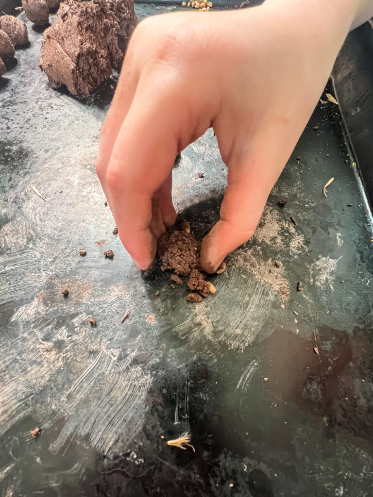 child's hand rolling soil into ball with seeds