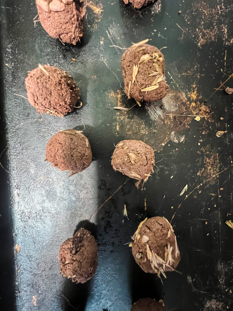 freshly formed seed balls on tray