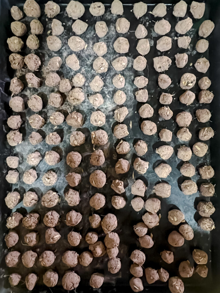 metal tray filled with seed balls all lined up 